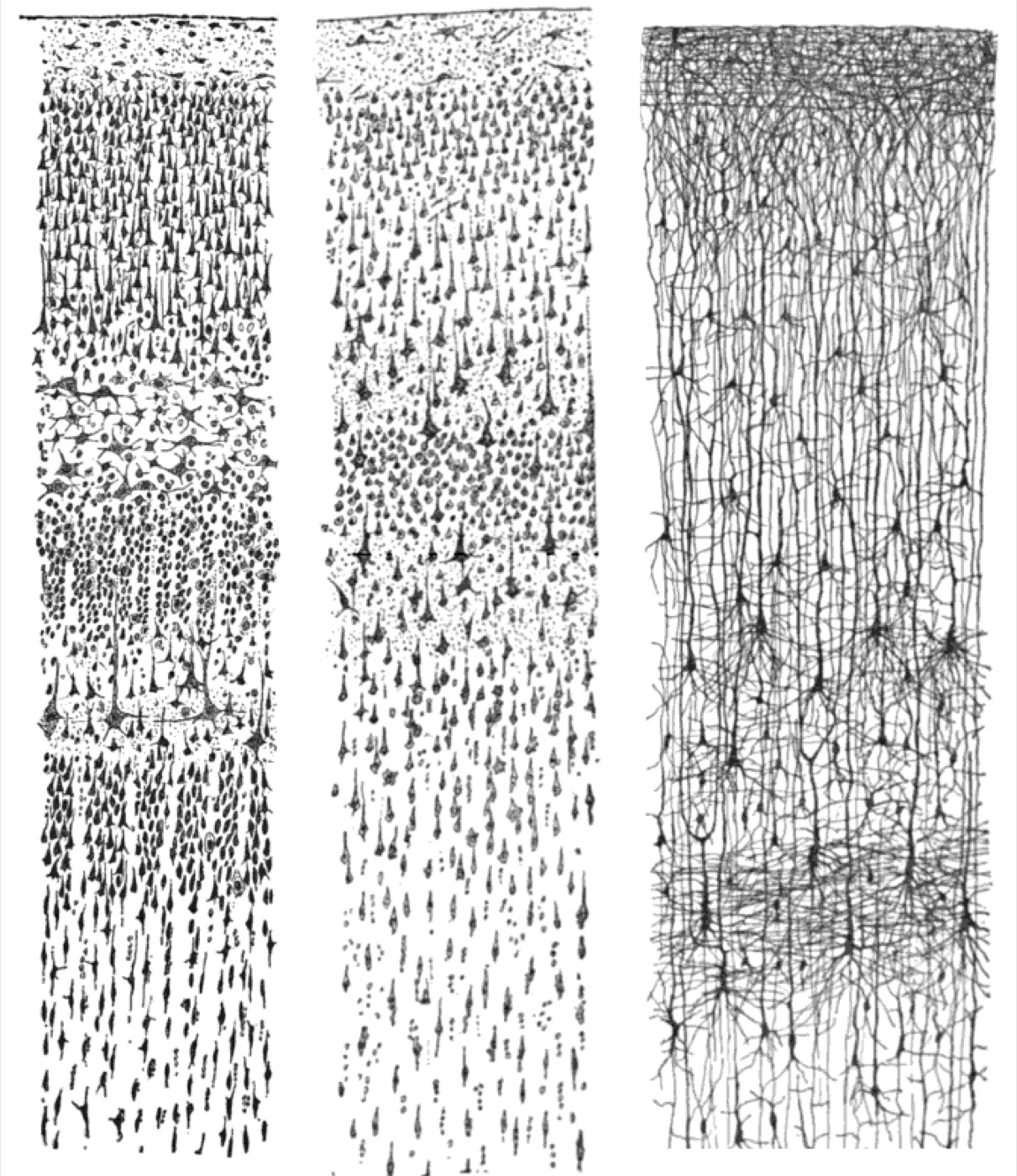 ภาพวาดเซลล์สมองของซานเตียโก รามอน อี กาฮาล